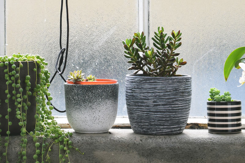 house-plants-health-benefits